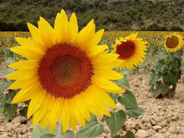Campo de girasoles de e la Casa Rural El Ensueño Campo de girasoles de e la Casa Rural El Ensueño