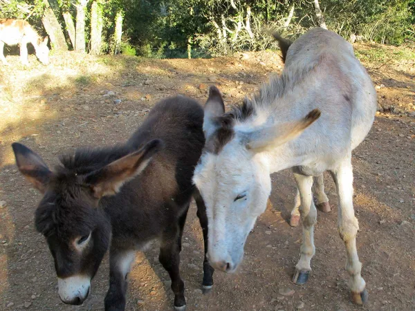 Burros Burros